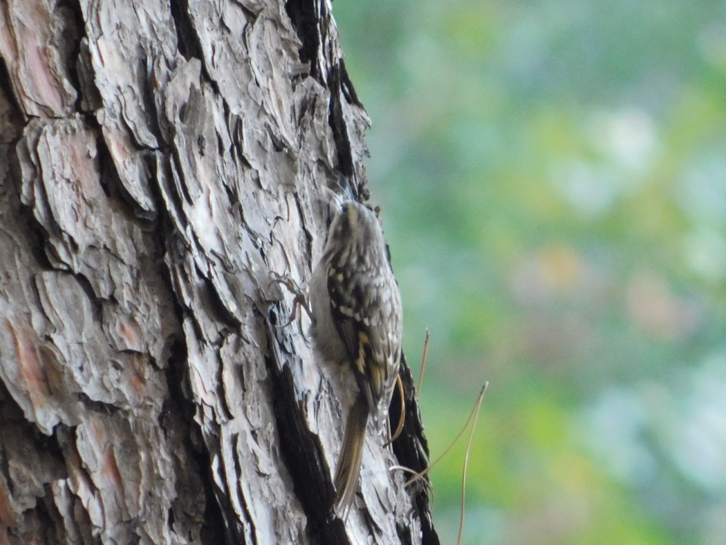 Short-toed Treecreeper