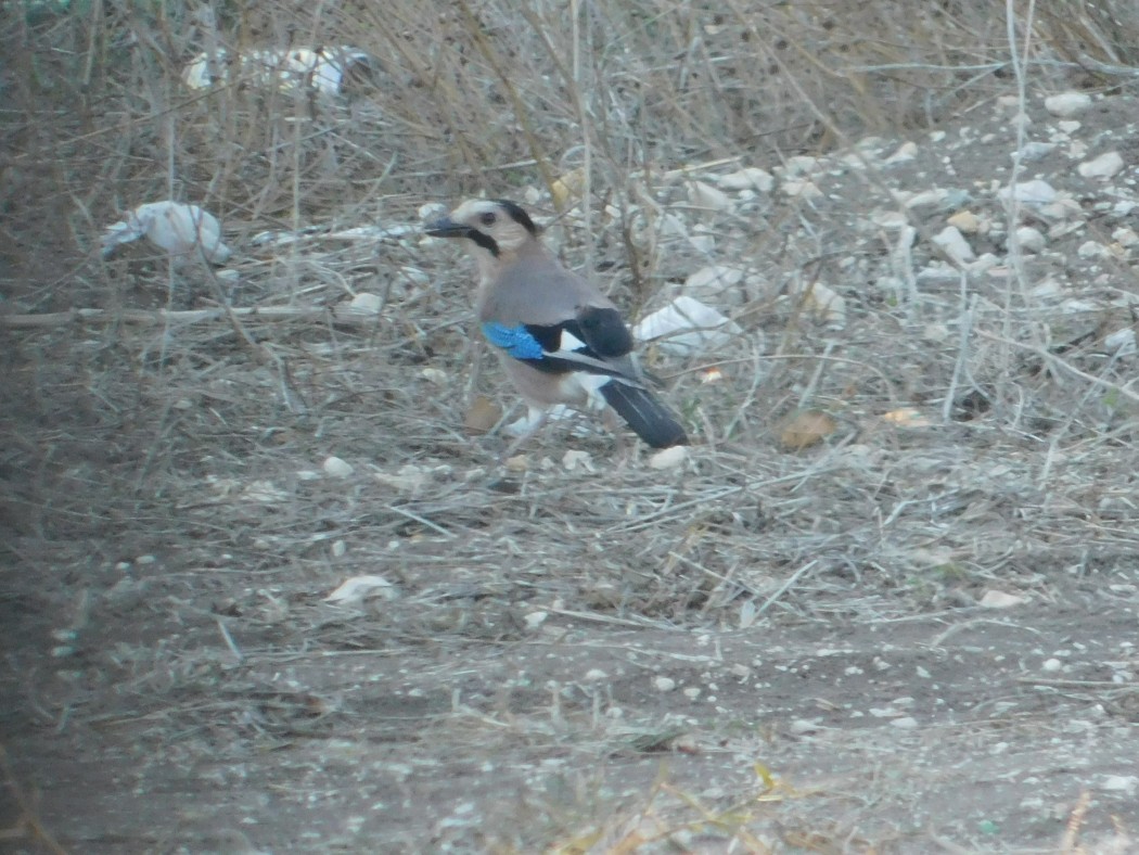 Alakarga