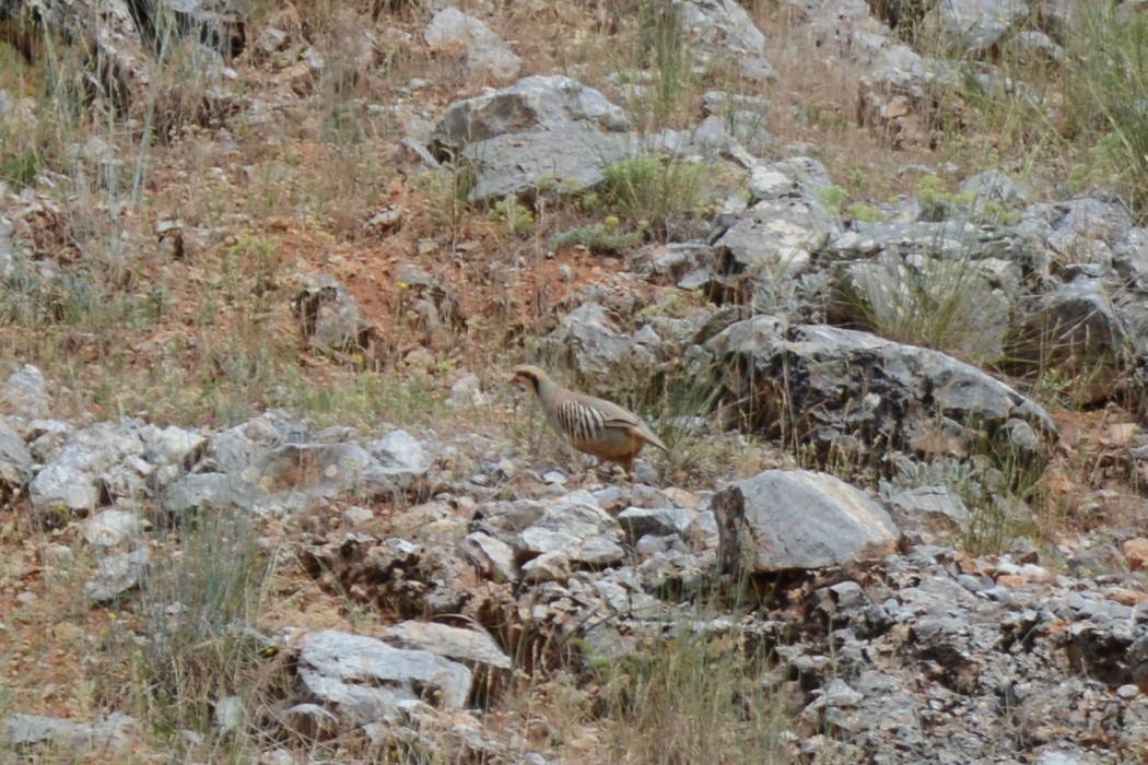 Chukar Partridge