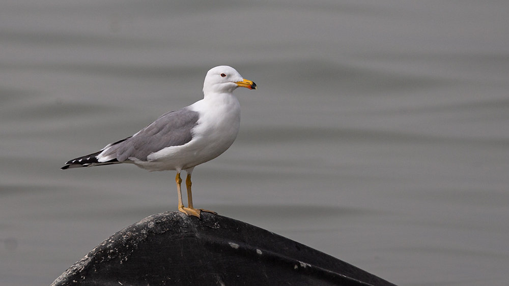 Armenian Gull