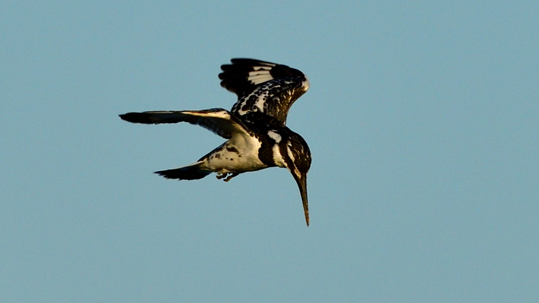 Pied Kingfisher