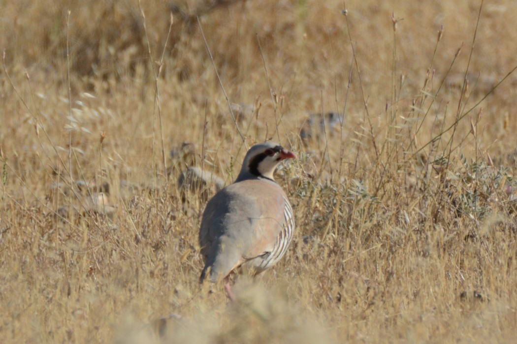 Chukar Partridge