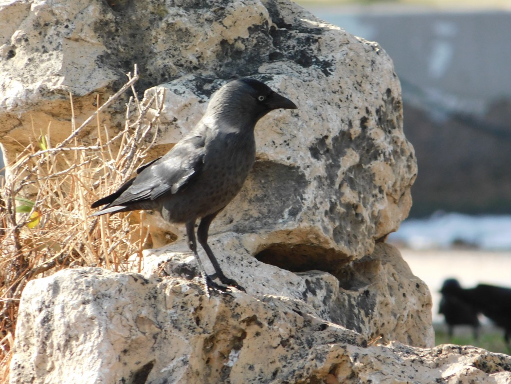 Küçük Karga