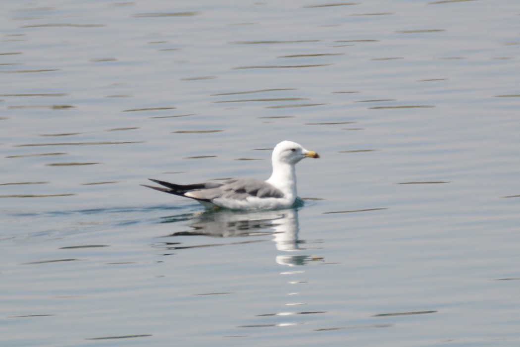 Armenian Gull
