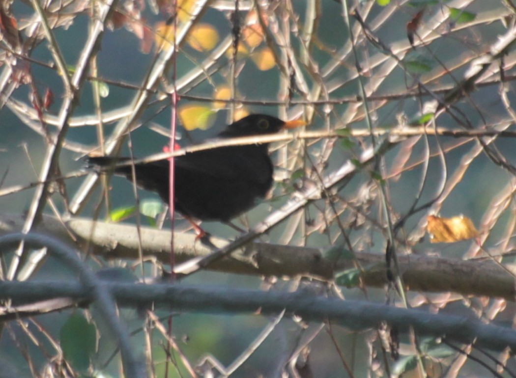 Common Blackbird