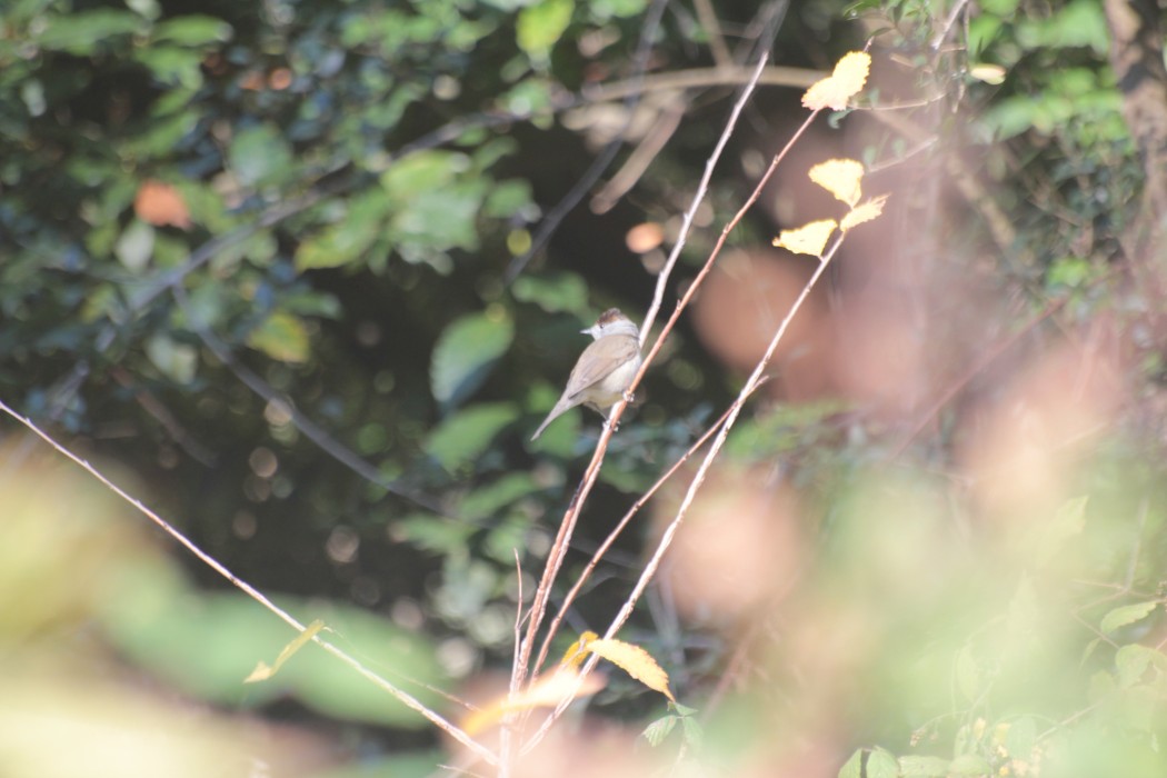 Eurasian Blackcap