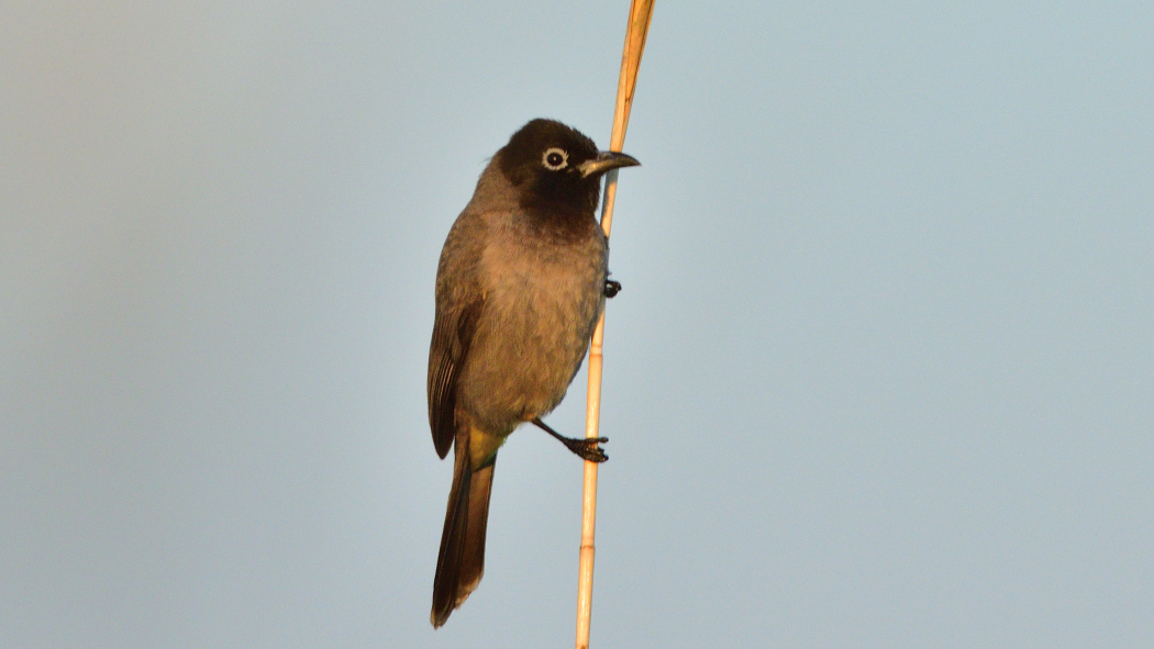 White-spectacled Bulbul