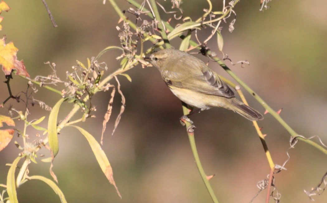 Common Chiffchaff