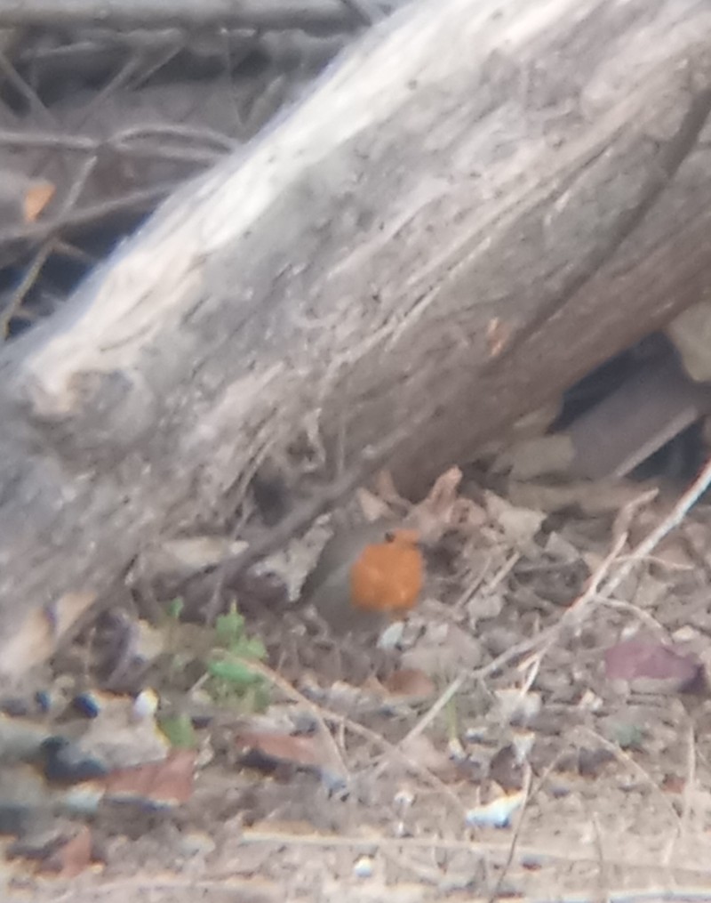 European Robin