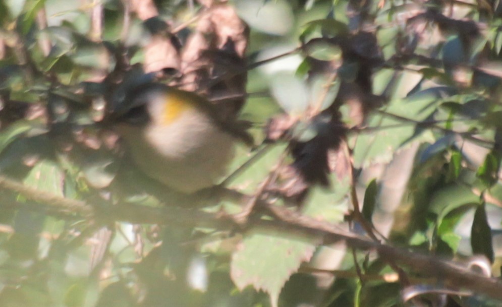 Common Firecrest