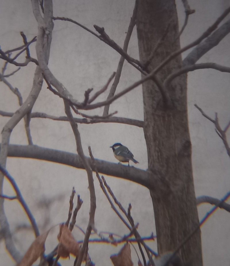Great Tit