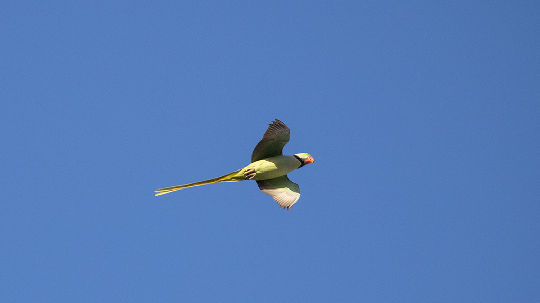 Alexandrine Parakeet
