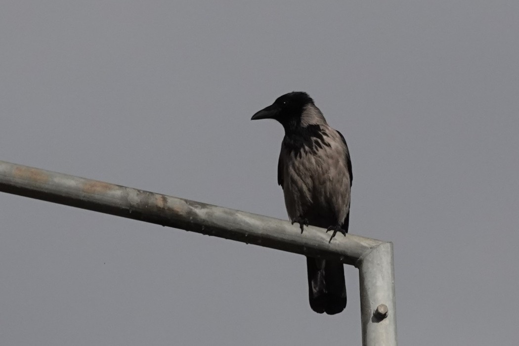 Hooded Crow