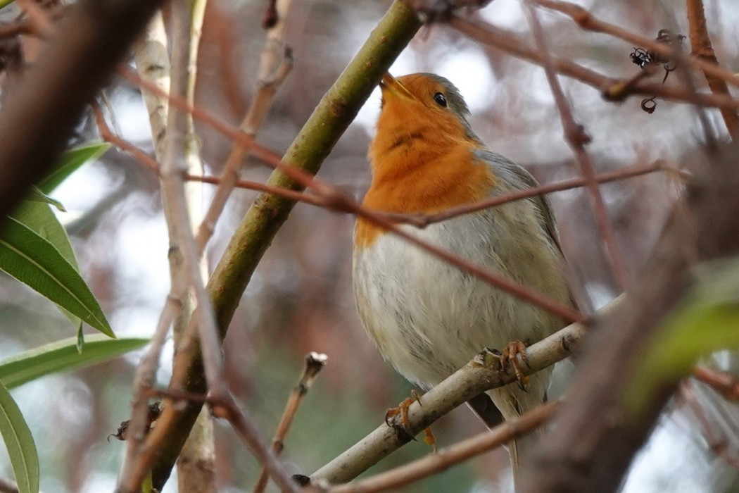 European Robin