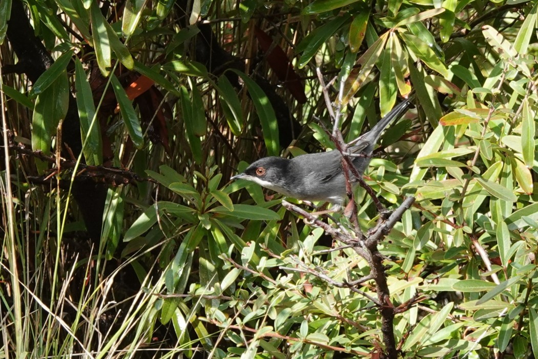 Sardinian Warbler