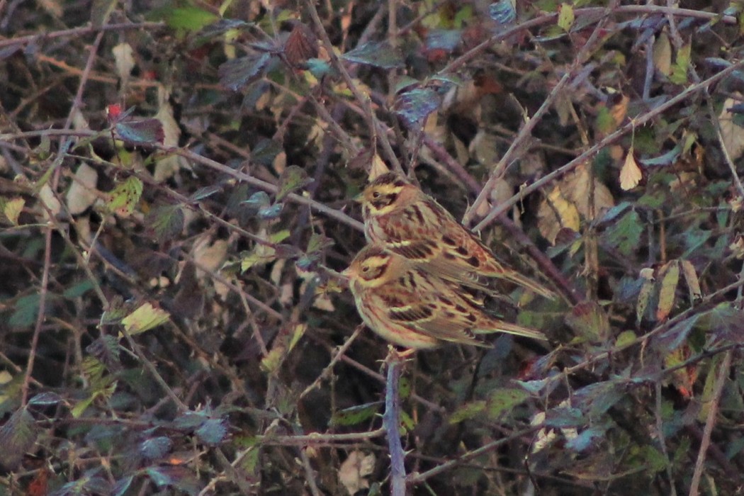 Rustic Bunting
