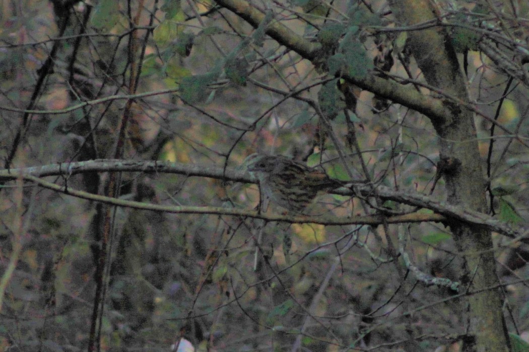 Dunnock