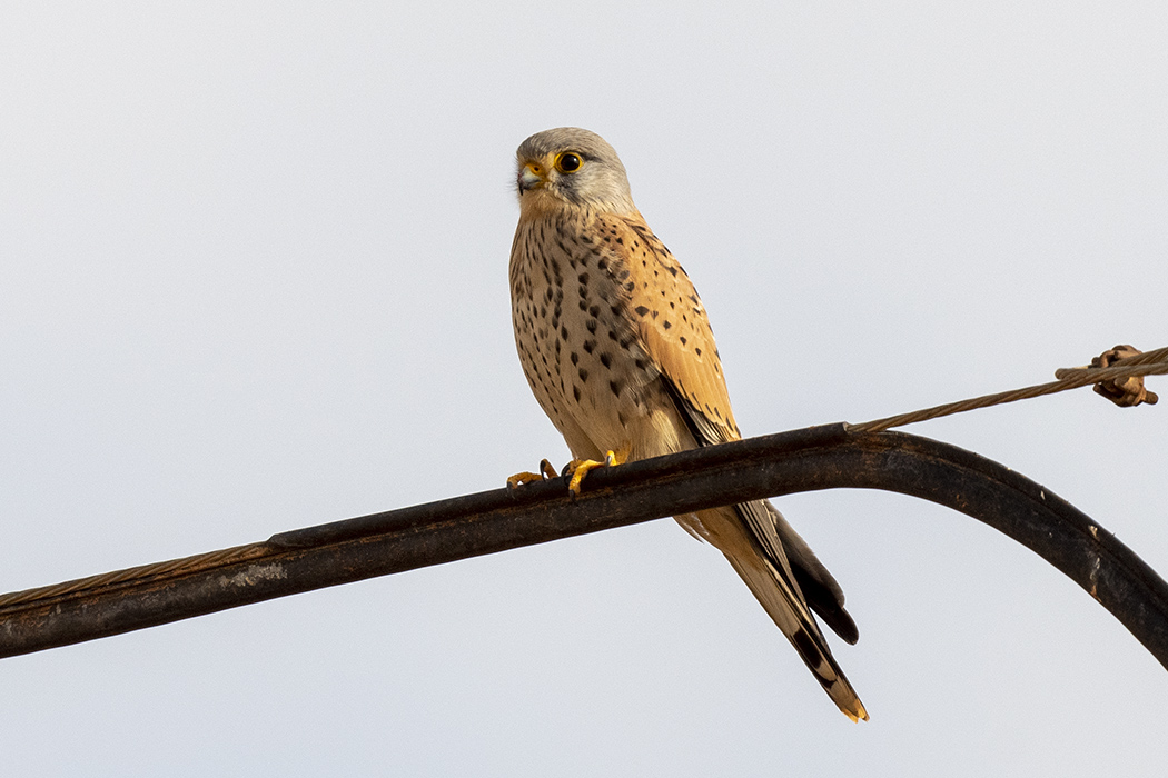 Common Kestrel