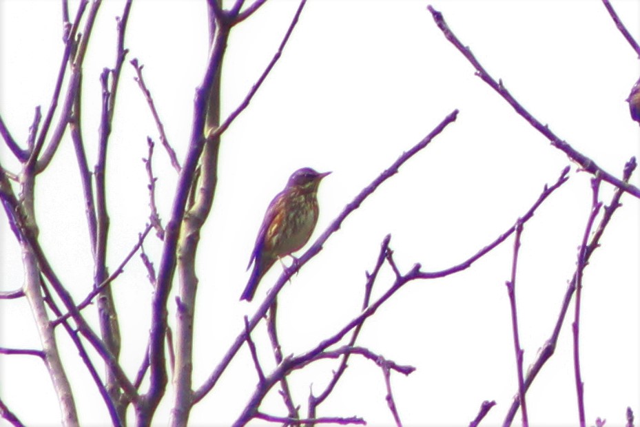 Redwing