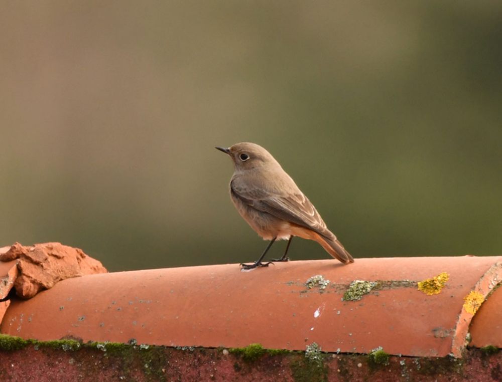 Black Redstart