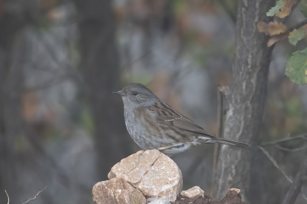 Dunnock