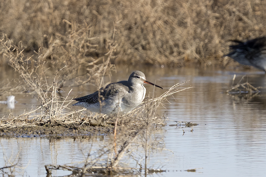 Spotted Redshank