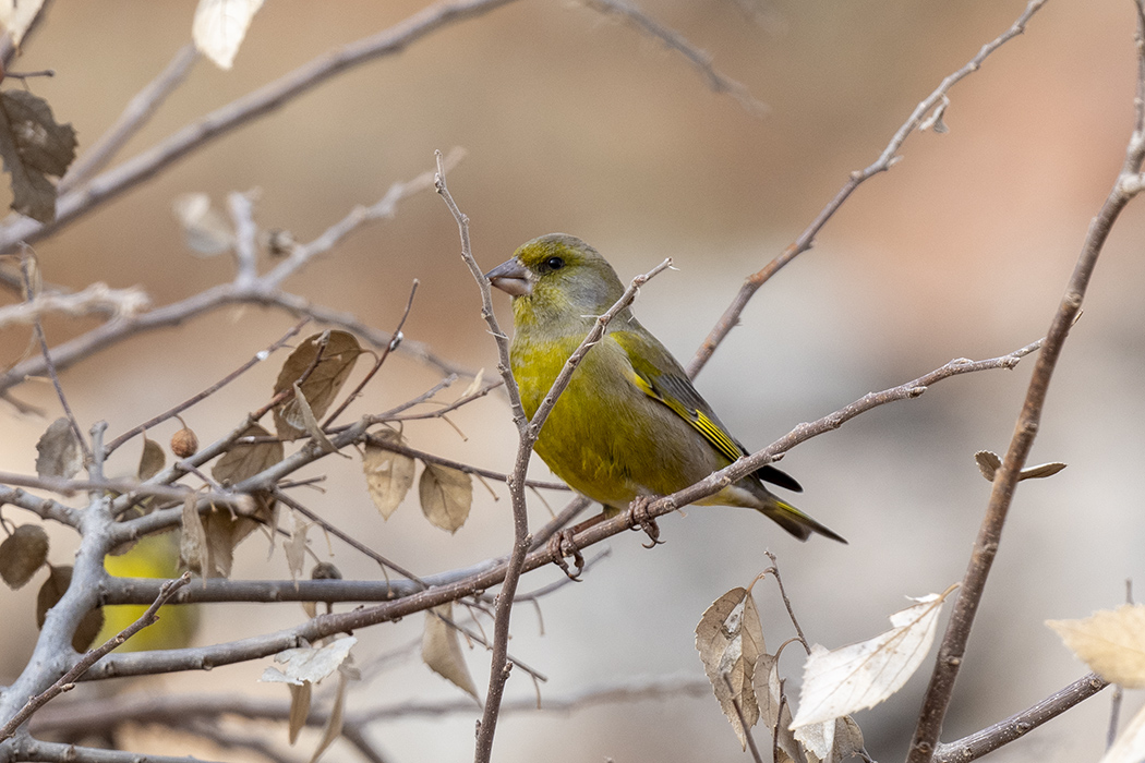 European Greenfinch