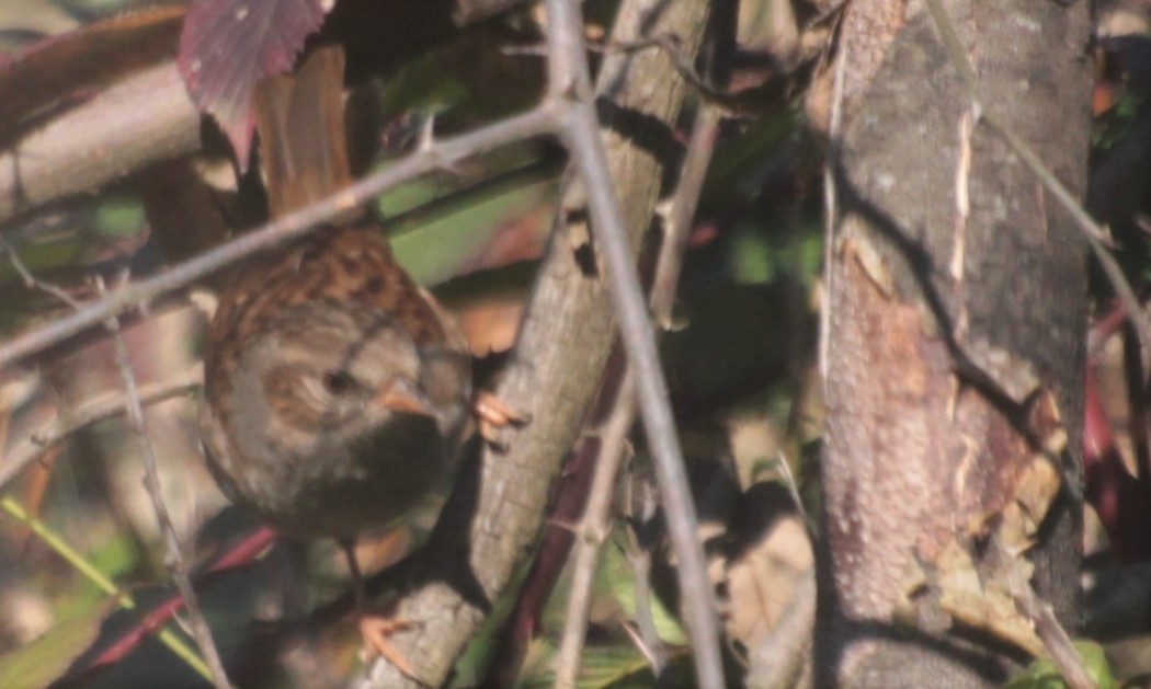 Dunnock