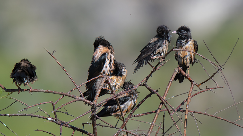 Rosy Starling