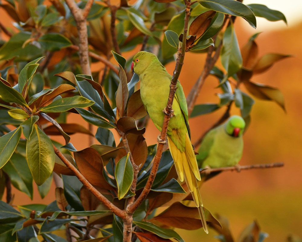 Rose-ringed Parakeet