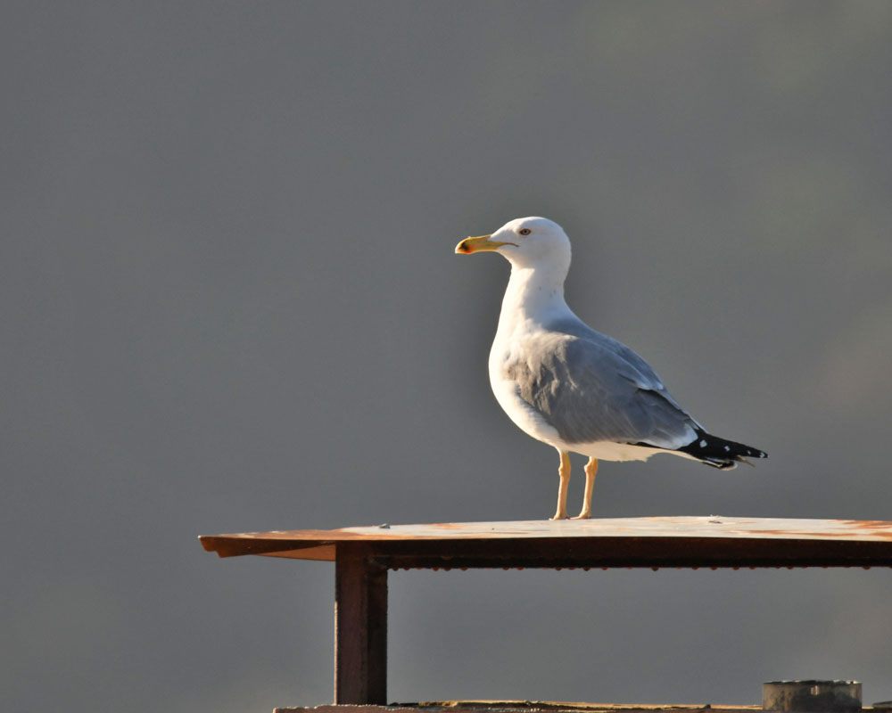 Gümüş Martı