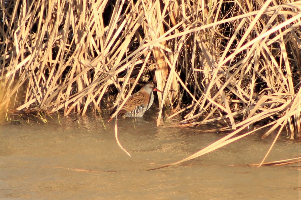 Water Rail