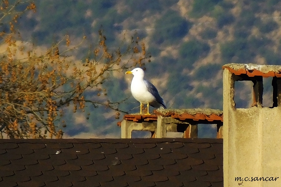 Gümüş Martı