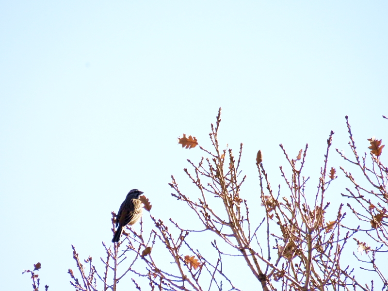 Rock Bunting