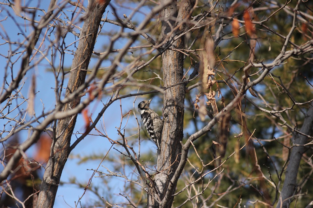 Lesser Spotted Woodpecker