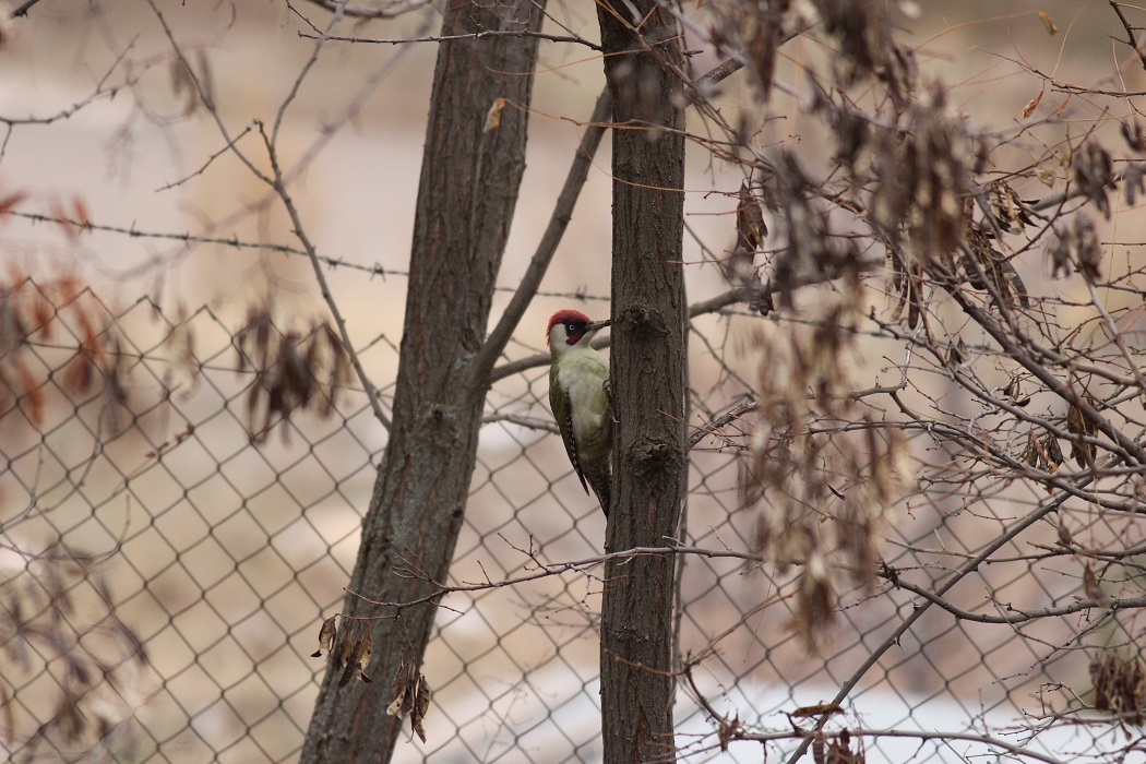 European Green Woodpecker