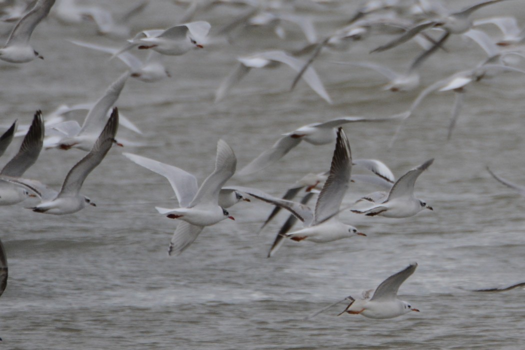 Mediterranean Gull