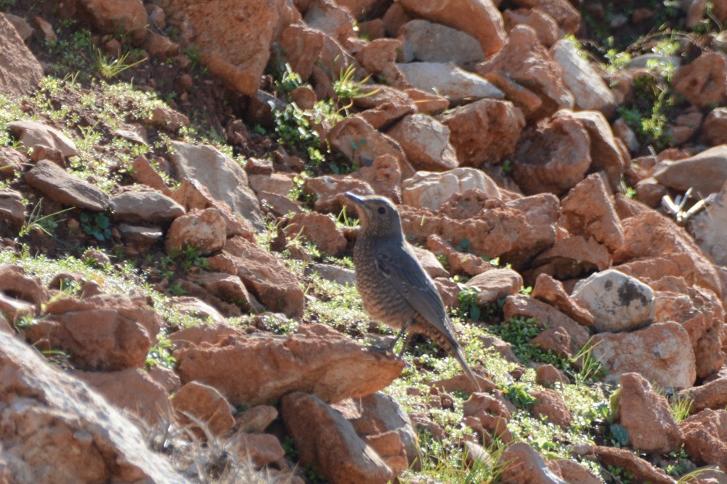 Blue Rock Thrush