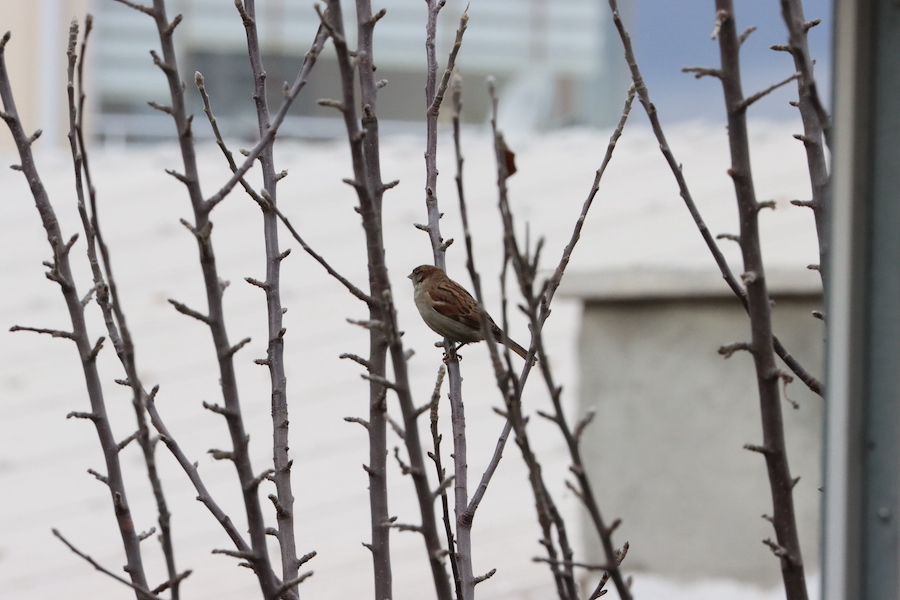 House Sparrow