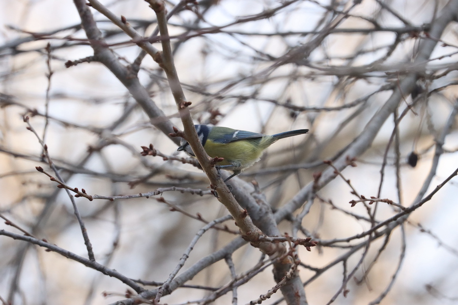 Eurasian Blue Tit