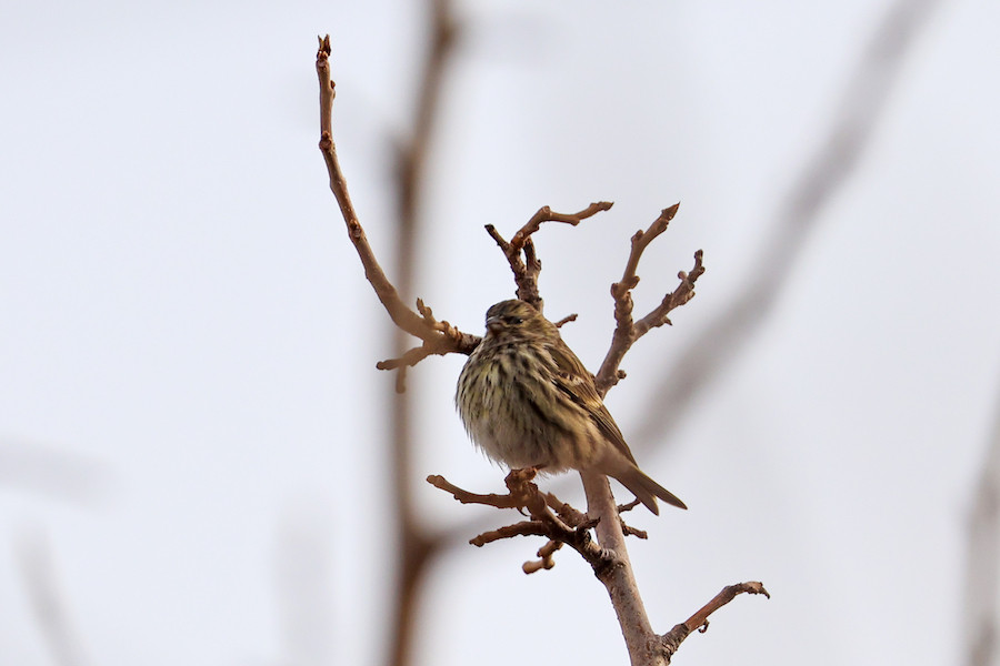 European Serin