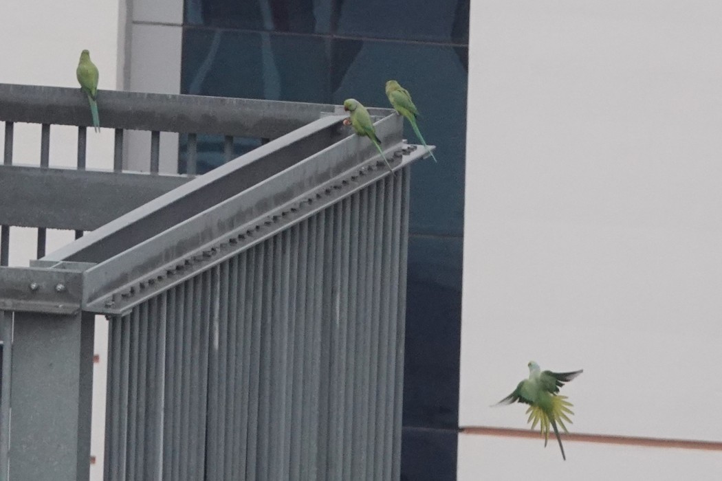 Rose-ringed Parakeet