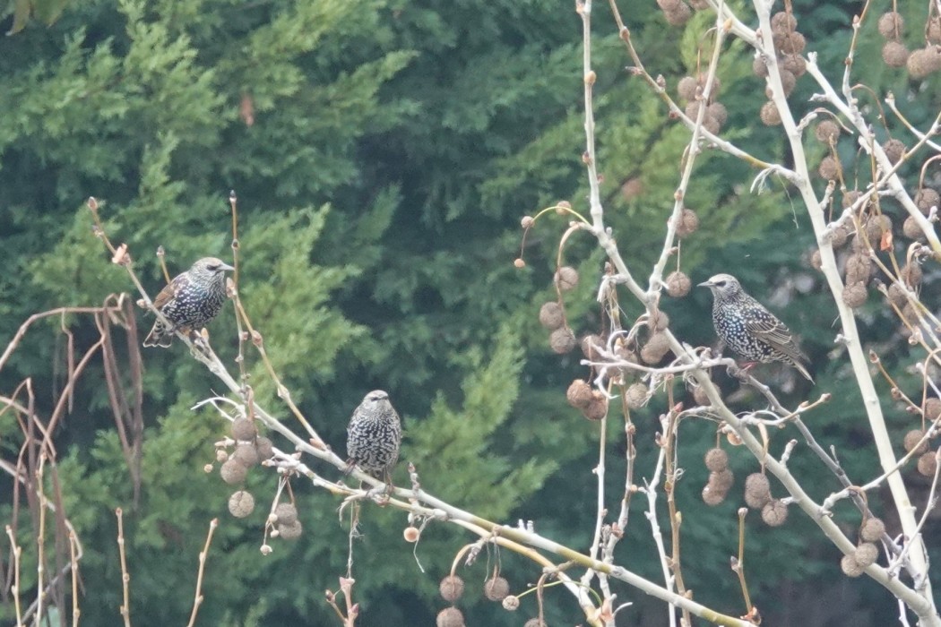 Common Starling