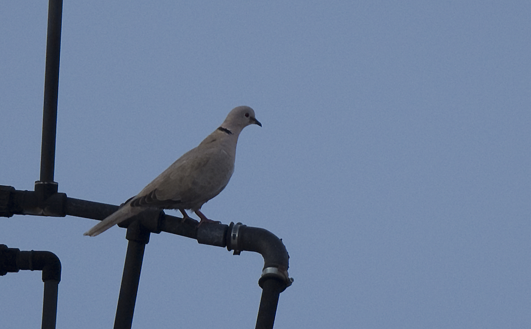 Eurasian Collared Dove