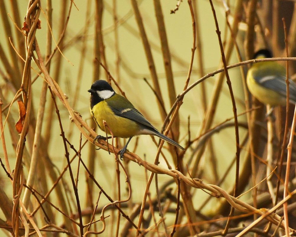 Coal Tit