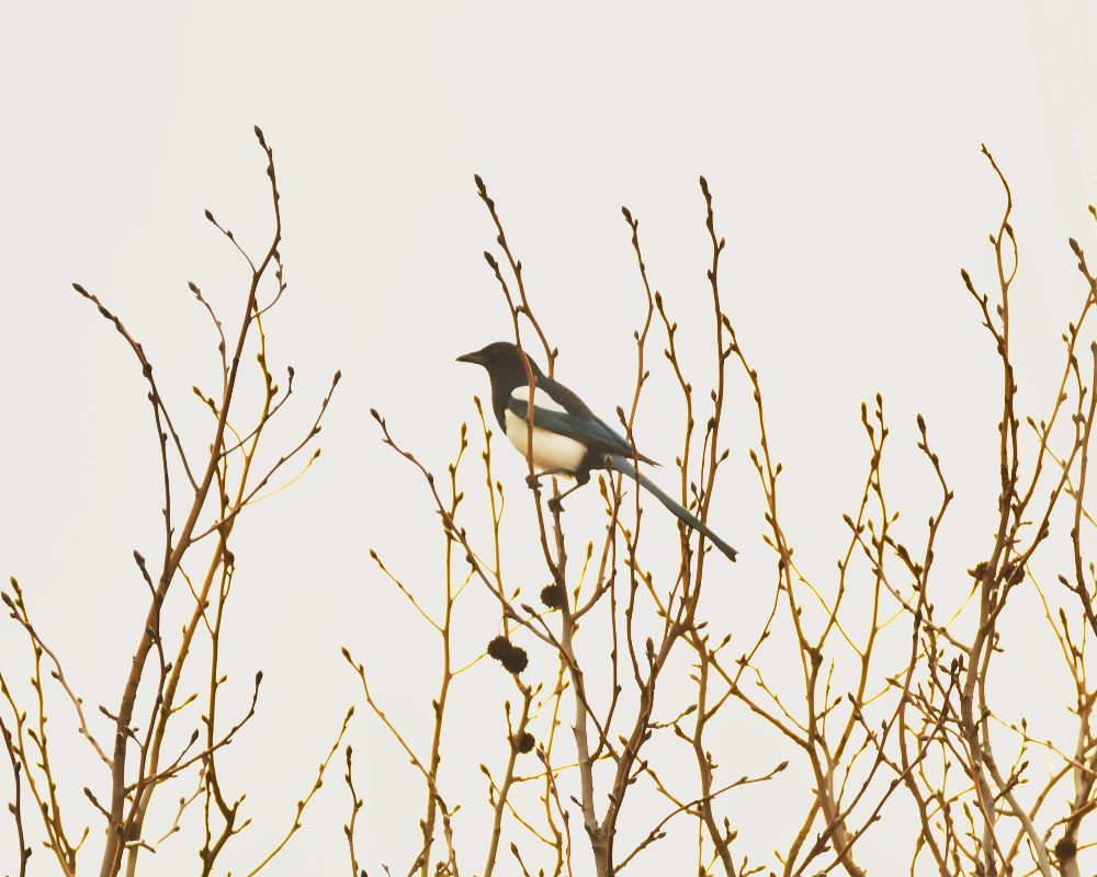 Eurasian Magpie
