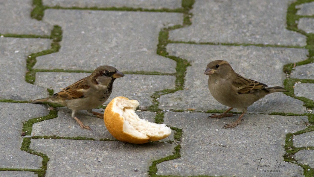 House Sparrow