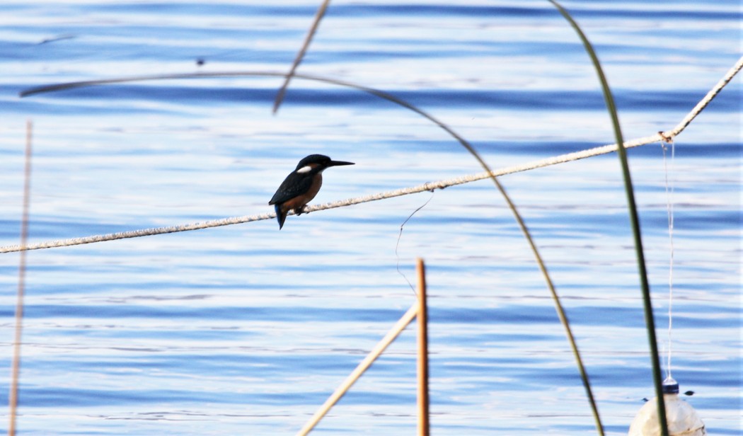 Common Kingfisher