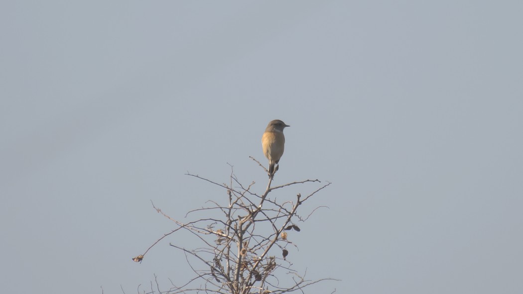 European Stonechat