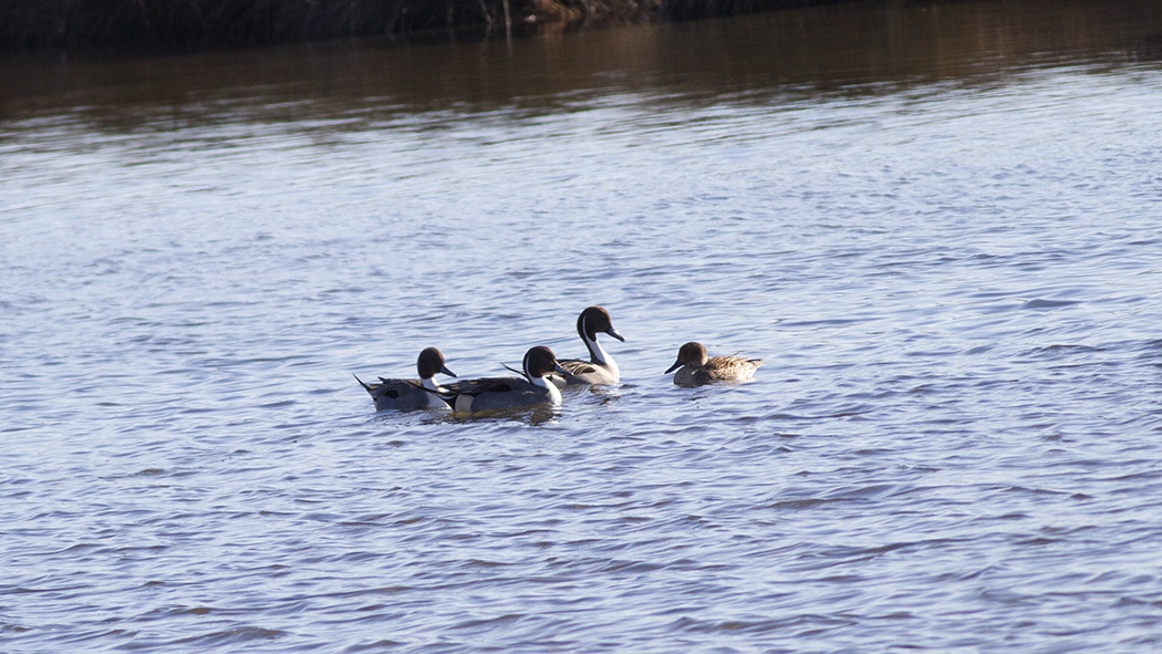 Northern Pintail